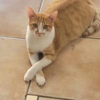 TINO, chat à adopter