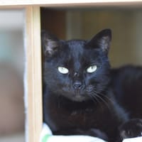 THEO, chat à adopter