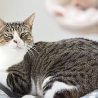 CUARZO, chat à adopter