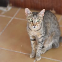 ISIDORO, chat à adopter