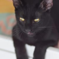 SORBAS, chat à adopter