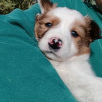 CANICA, chienne à adopter