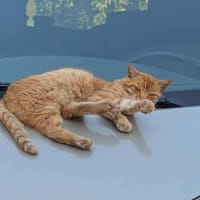 CARAMEL, chat à adopter