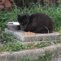 NOE, chat à adopter