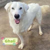 Ghali, cane da adottare