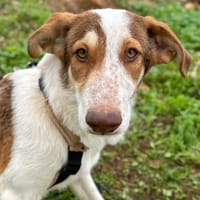 AIRA (Animalea), chienne à adopter