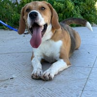 BINGO  (Martina), chien à adopter