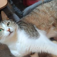 Happy, chat à adopter