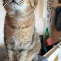 Kiara, chatte à adopter