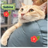 Sabine, gatto femmina da adottare