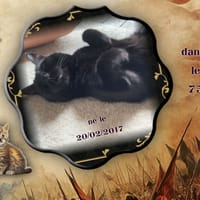 Marcel, chat à adopter