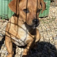 Caramelo 6 mon. 29 cm, Hund zur Adoption