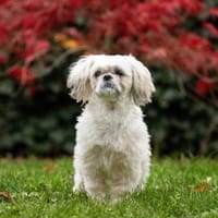 Sammy - kuschelt gerne, Hund zur Adoption