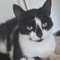 Patty sucht ein liebevolles Zuhause, Katze zur Adoption