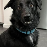 SHADOW - hundeerfahrene sportliche Leute, Hund zur Adoption