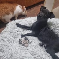 💕Lulu💕sucht ihre Menschen 🐾💖, Hündin zur Adoption