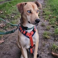 Simon - Sanfter Rüde auf PS in Hessen, Hund zur Adoption