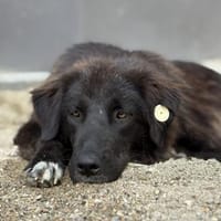 Pina - Tolle Junghündin auf PS in Hessen, Hündin zur Adoption