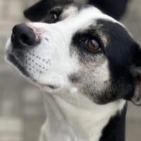Frodo - Verschmuster Rüde auf PS in BW, Hund zur Adoption