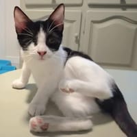 Aufgeweckter kleiner Kater Terra, Kater zur Adoption