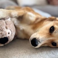 Zina - Zarte Junghündin auf PS, Hund zur Adoption