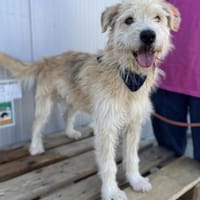 Oggy - Toller, verschmuster Rüde auf PS, Hund zur Adoption