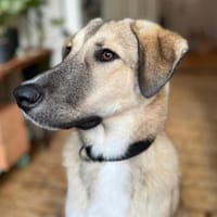 Miles - Junger, lieber Rüde auf PS, Hund zur Adoption