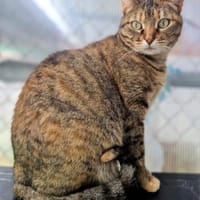 Menschenbezogene Katze Lizzie, Katze zur Adoption