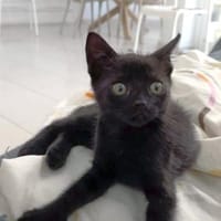 Sanftes Katzenmädchen Lis, Katze zur Adoption