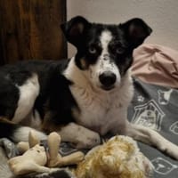 hübsche Mila sucht ihr Perfect Match, Hündin zur Adoption