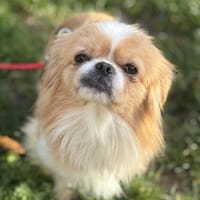 Zuckersüßer Enzo, Hund zur Adoption