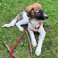 Antonio, jetzt Nuno, wartet in FFM, Hund zur Adoption