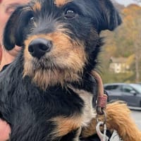 Deine neue Gefährtin, Hündin zur Adoption