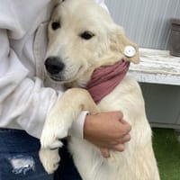 Mila - Liebe Junghündin auf PS, Hündin zur Adoption