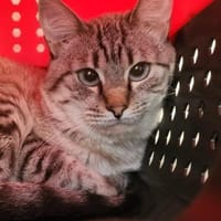 Gutmütiger Kater Bizcocho, Kater zur Adoption