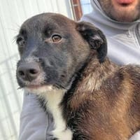 ROSETTA - so eine süße kleine Maus, Hündin zur Adoption