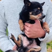 Freundlicher  Jack      Gnadenadoption!, Hund zur Adoption