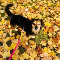 Rocky sucht sein Für-immer-Zuhause, Hund zur Adoption