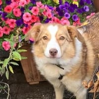 Hundedame Pinky❤sucht ruhiges Zuhause, Hündin zur Adoption