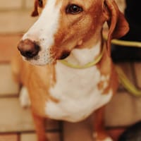 Tierschutz wunderschöne Junghündin Agata, Hündin zur Adoption