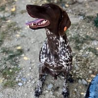 Boogie - liebevoller Rüde auf PS, Hund zur Adoption