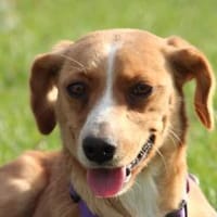 Stell möchte mit Dir die Welt entdecken., Hündin zur Adoption