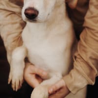 Tierschutz Fröhliches Hundenädchen Bubbl, Hündin zur Adoption