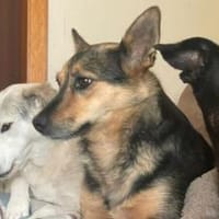 Schenkst du Eva dein Herz?, Hündin zur Adoption