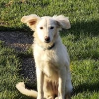 Bezaubernde kleine Belka sucht Zuhause, Hündin zur Adoption