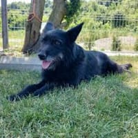 Mariechen sucht ein Zuhause, Hündin zur Adoption