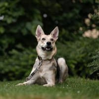 Lavender wartet schon auf dich, Hündin zur Adoption