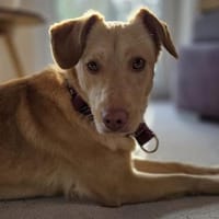 Sanfte kleine Arena möchte Neuanfang, Hündin zur Adoption