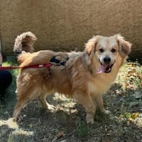 Wuschelrüde Balou 1J sucht sein Zuhause, Hund zur Adoption