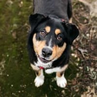 Aktive Marissa sucht perfektes Zuhause, Hündin zur Adoption